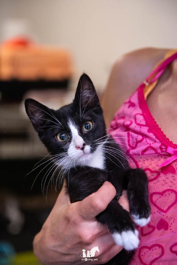 Gattina Bianca E Nera