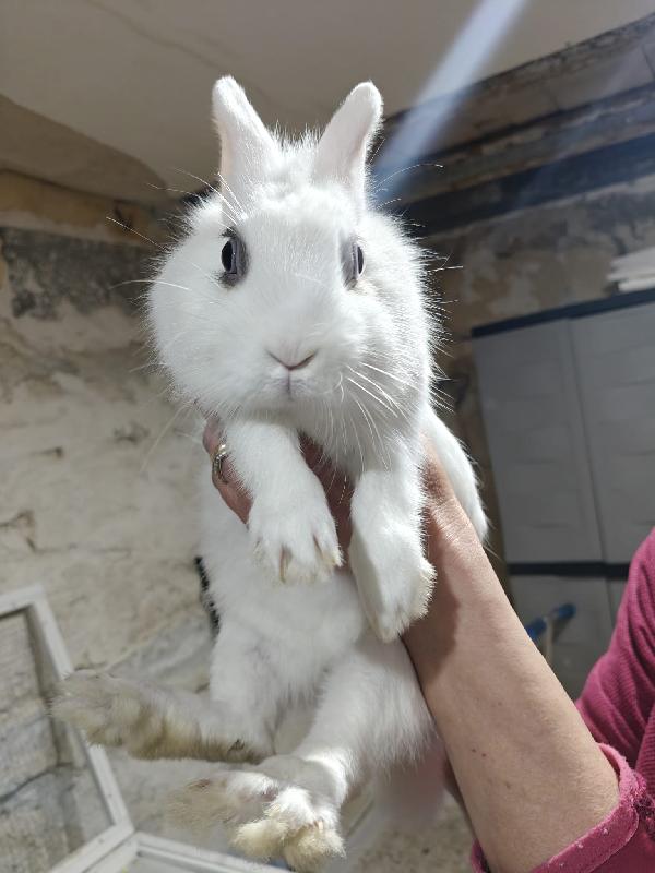 Coniglietti 🐰 In Adozione 