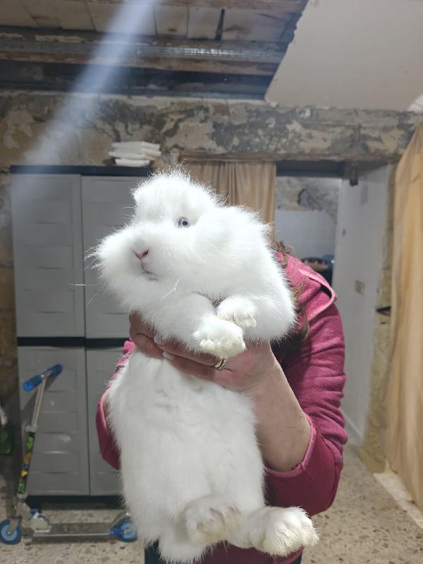 Coniglietti 🐰 in adozione  Foto 2