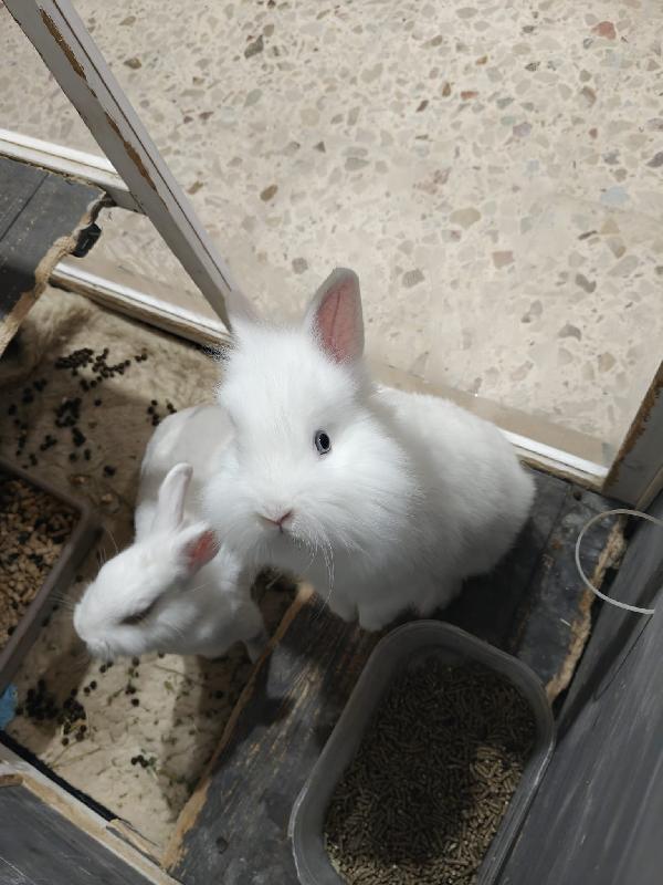 Coniglietti 🐰 in adozione  Foto 3