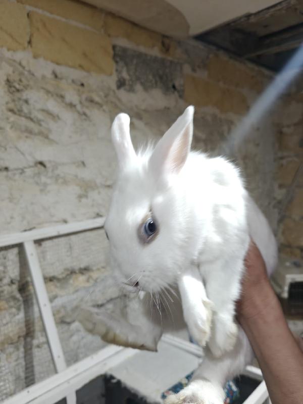 Coniglietti 🐰 in adozione  Foto 4