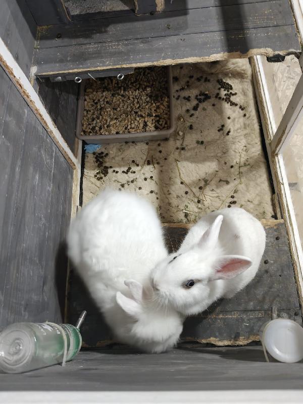 Coniglietti 🐰 in adozione  Foto 5