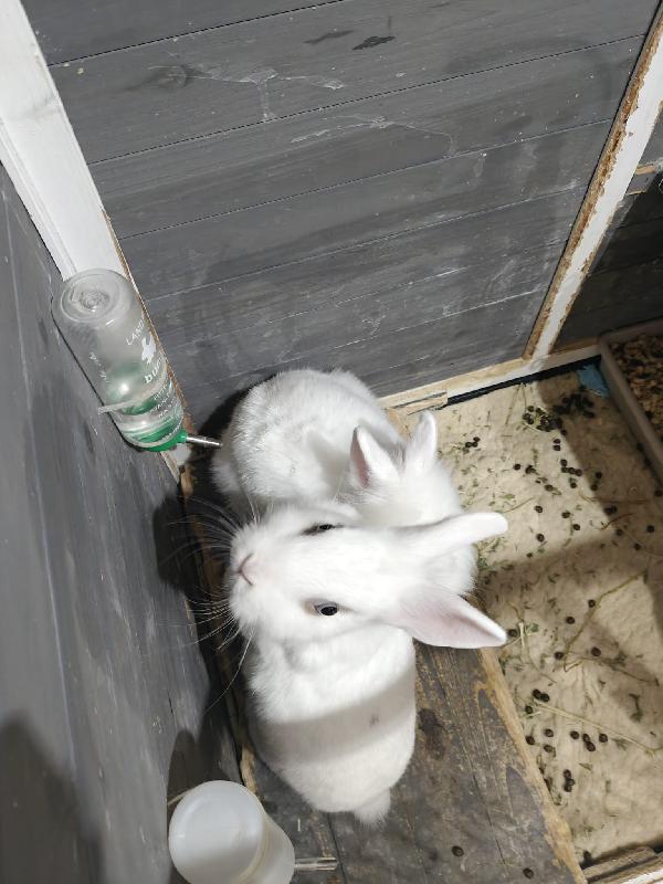 Coniglietti 🐰 in adozione  Foto 6