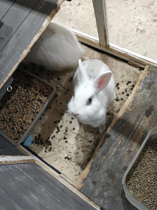 Coniglietti 🐰 in adozione  Foto 7