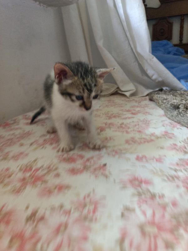 Titti bellissima micina con la pettorina bianca  Foto 3