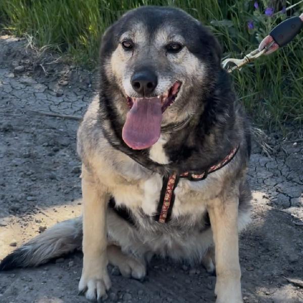 Molly..ha salvato i suoi cuccioli e lei? Foto 3