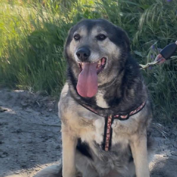 Molly..ha salvato i suoi cuccioli e lei? Foto 5