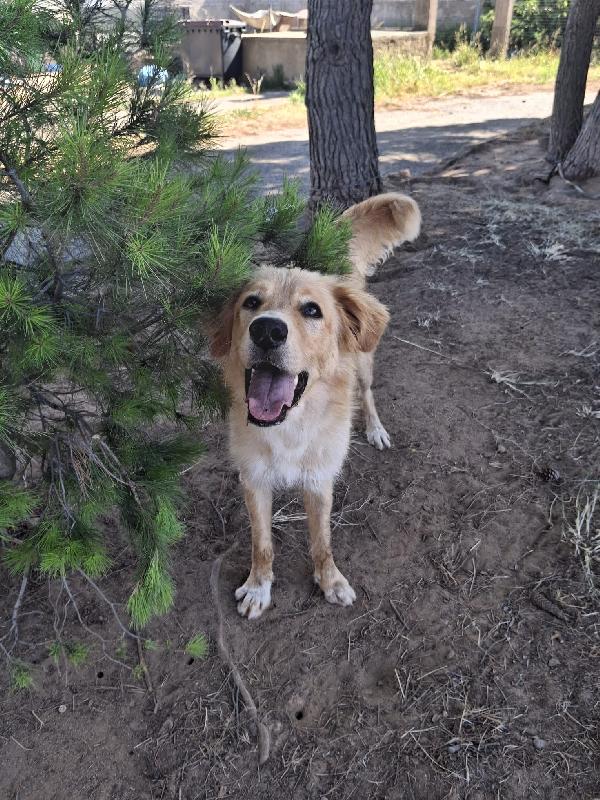 Scotty..un cucciolone che aspetta la sua famiglia Foto 6