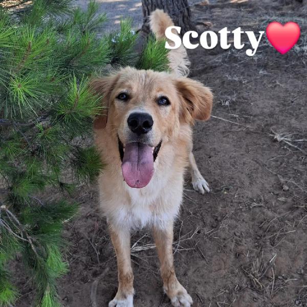 Scotty 1 Anno Taglia Media 