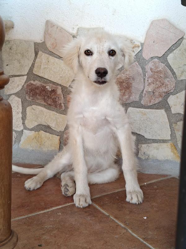 Cucciola  incantevole Foto 3