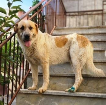 15Mesi Tg Grande Mollato, Vive In 1Garage Calabria 