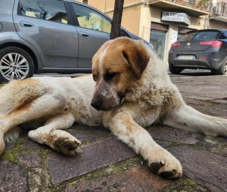 15mesi tg grande mollato, vive in 1garage CALABRIA  Foto 4
