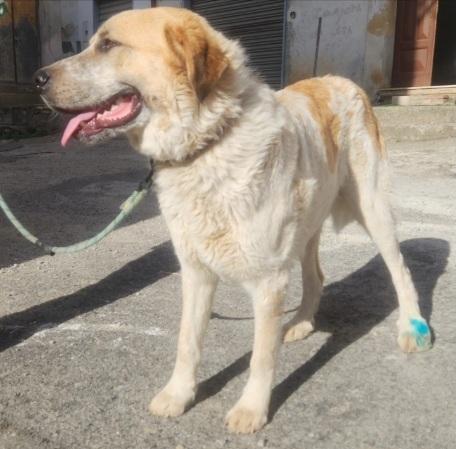 15mesi tg grande mollato, vive in 1garage CALABRIA  Foto 5