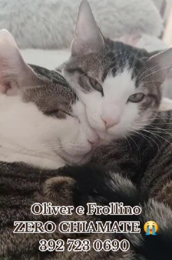 2Mici Tigrati Inseparabili 1Anno.roma