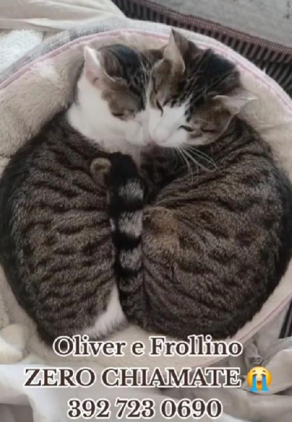 2mici tigrati INSEPARABILI 1ANNO.ROMA Foto 2