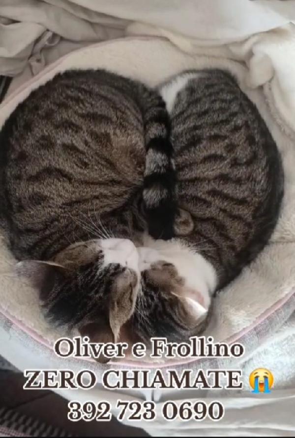 2mici tigrati INSEPARABILI 1ANNO.ROMA Foto 3