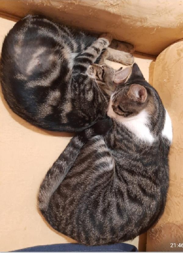 2mici tigrati INSEPARABILI 1ANNO.ROMA Foto 4