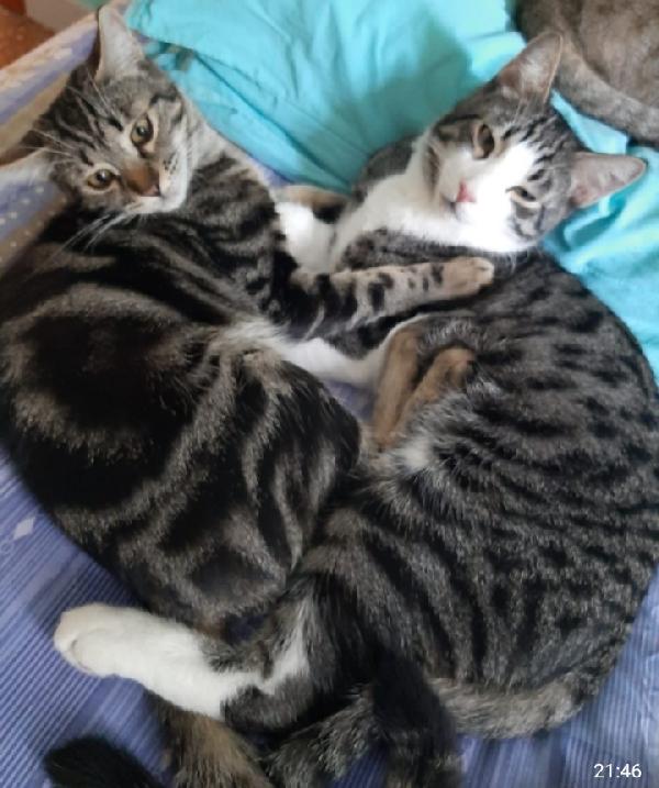 2mici tigrati INSEPARABILI 1ANNO.ROMA Foto 5