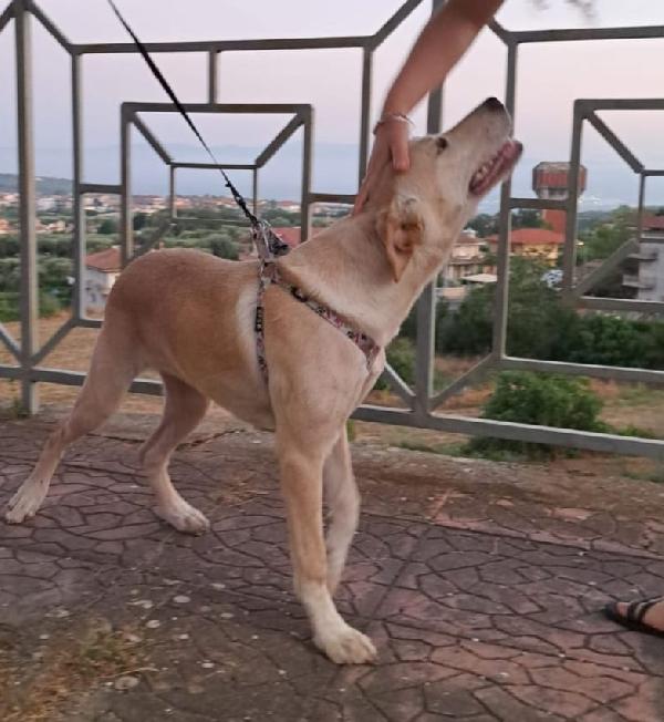 CUCCIOLA MIA  Foto 3