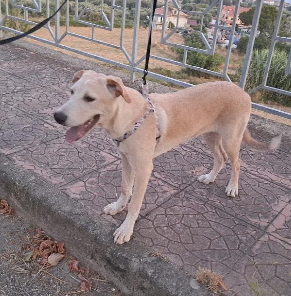 CUCCIOLA MIA  Foto 4