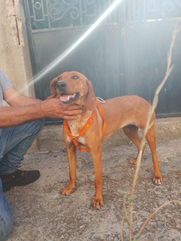 Matilde Splendida Giovane Segugio Cerca Famiglia 