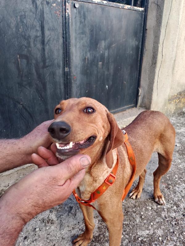 MATILDE SPLENDIDA GIOVANE SEGUGIO CERCA FAMIGLIA  Foto 2