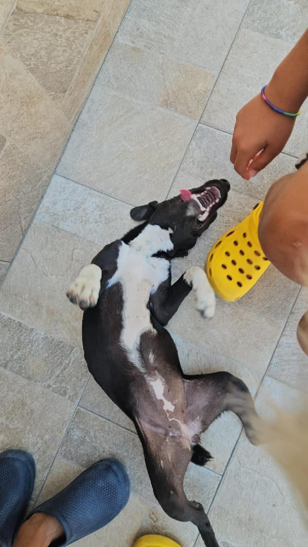 Beatrice: cucciolotta taglia contenuta socievole  Foto 2