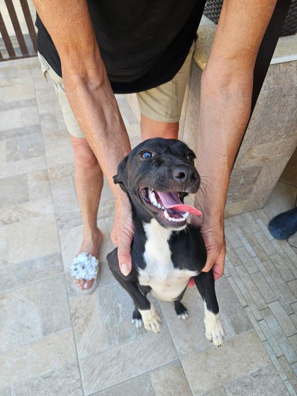 Beatrice: cucciolotta taglia contenuta socievole  Foto 4