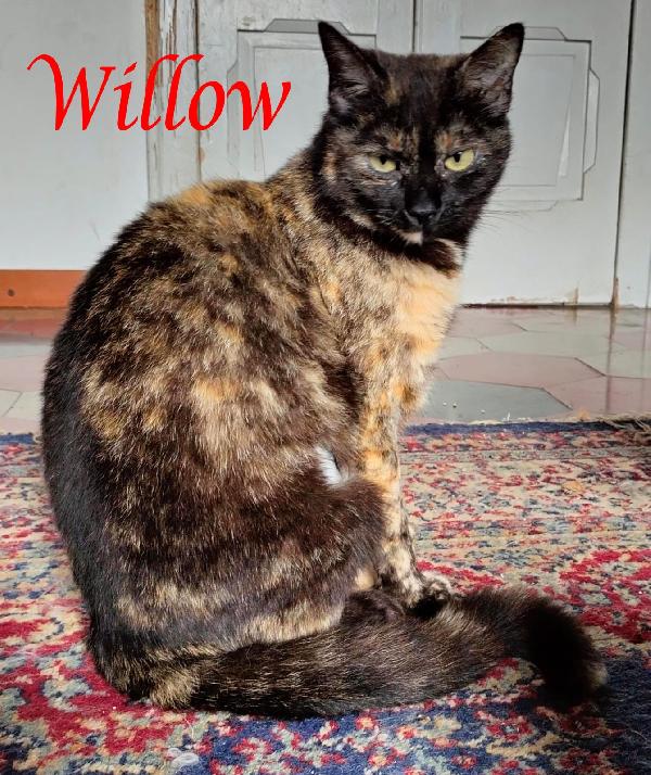 Willow, Adorabile Micia In Adozione!