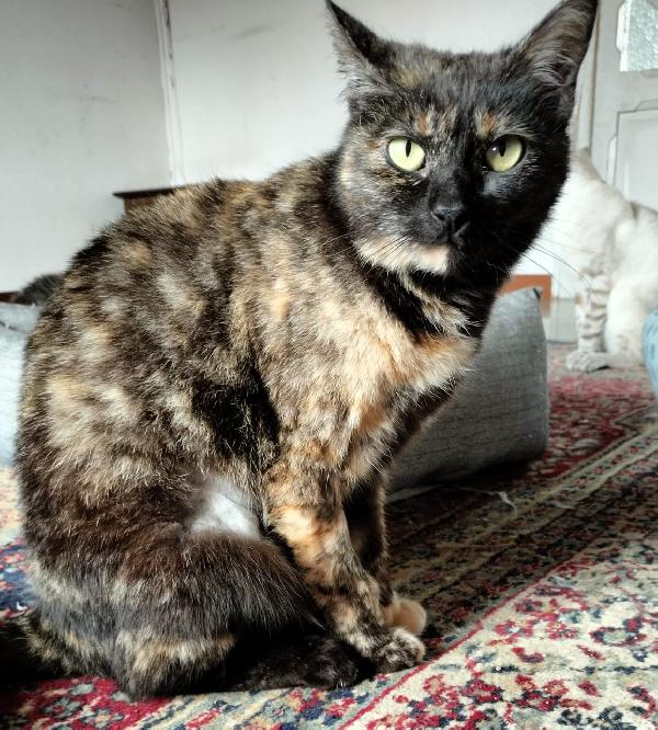 WILLOW, adorabile micia in adozione! Foto 2