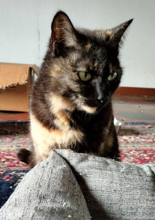 WILLOW, adorabile micia in adozione! Foto 3