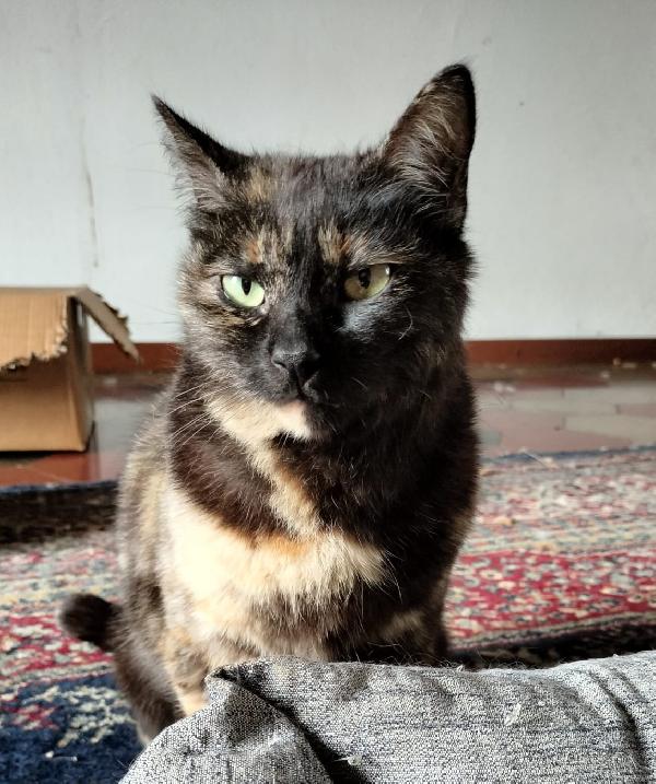 WILLOW, adorabile micia in adozione! Foto 4