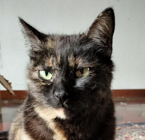 WILLOW, adorabile micia in adozione! Foto 5