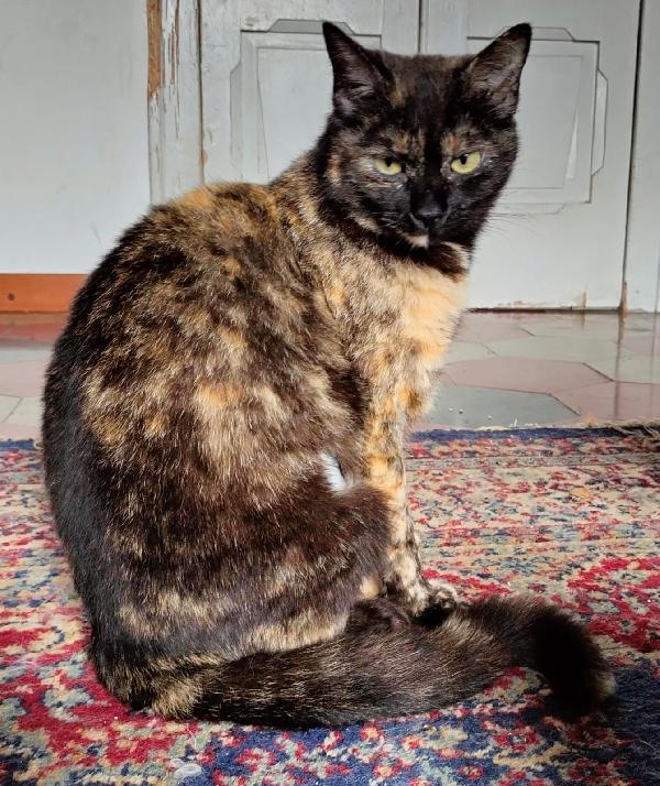 WILLOW, adorabile micia in adozione! Foto 6