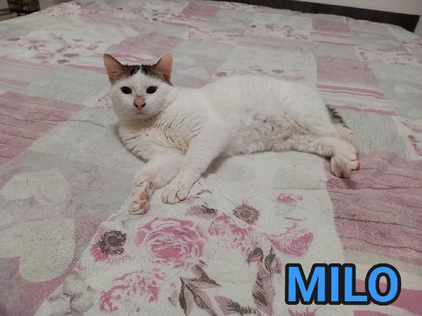 Milo, Affettuoso Micio In Adozione!