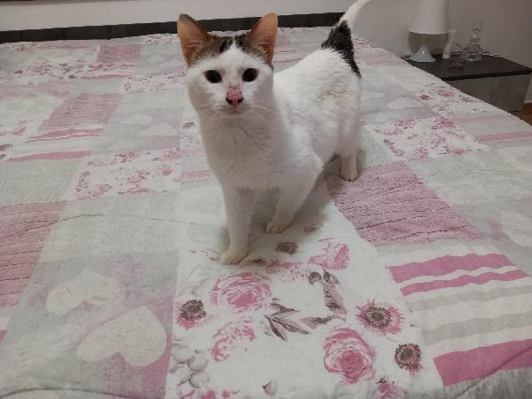 MILO, affettuoso micio in adozione! Foto 4