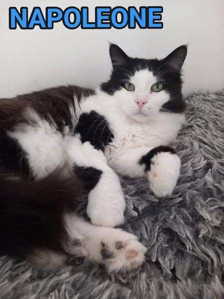 Napoleone, Tenero Gatto Da Adottare !