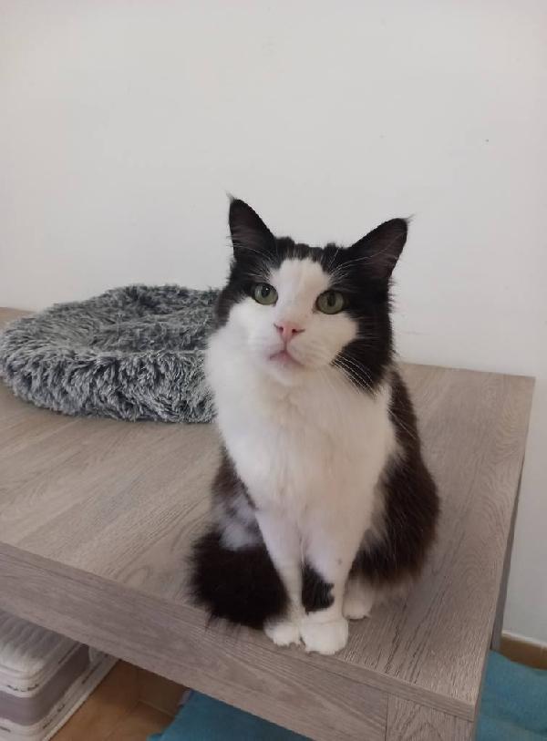 NAPOLEONE, tenero gatto da adottare ! Foto 2