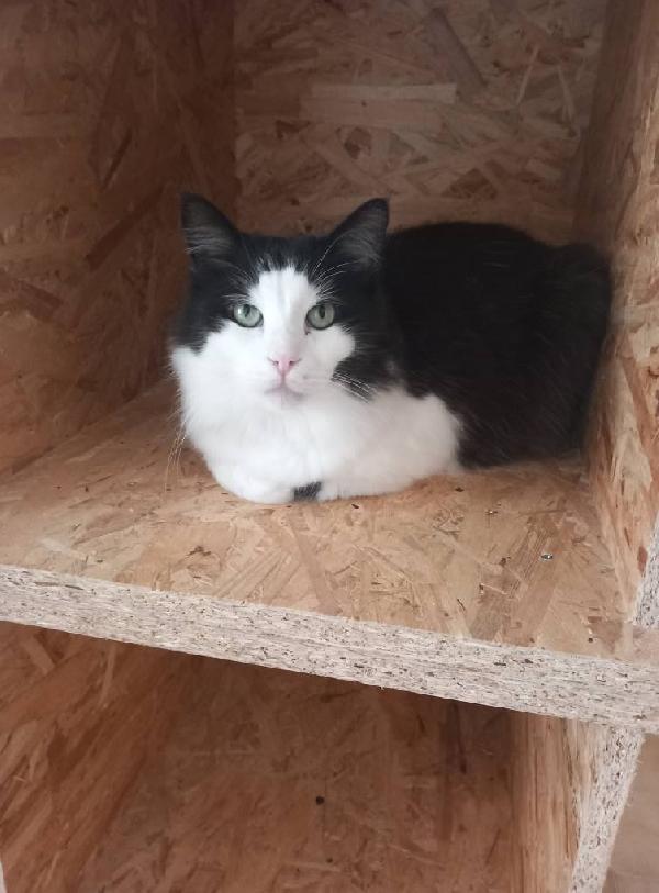 NAPOLEONE, tenero gatto da adottare ! Foto 3