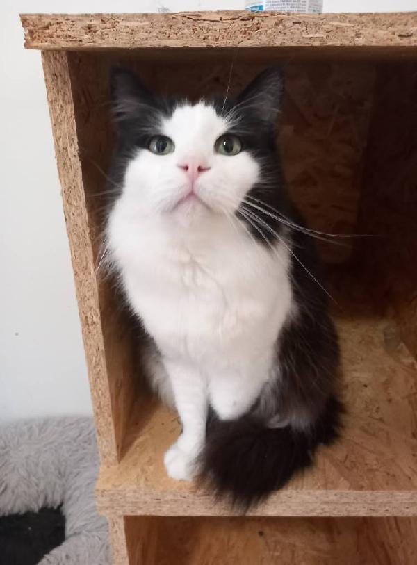 NAPOLEONE, tenero gatto da adottare ! Foto 4