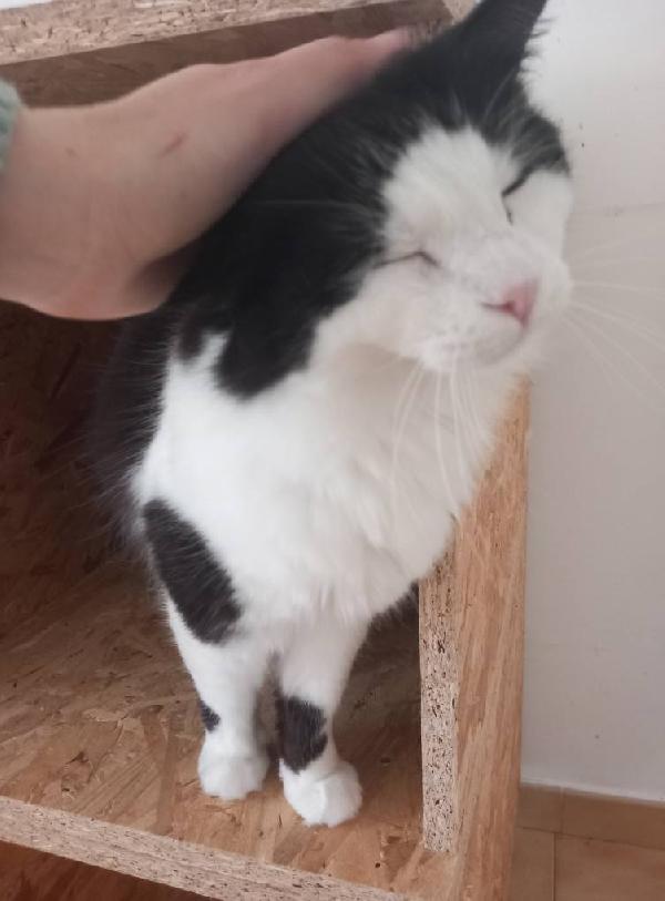 NAPOLEONE, tenero gatto da adottare ! Foto 5