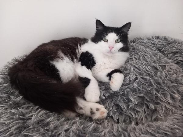 NAPOLEONE, tenero gatto da adottare ! Foto 6