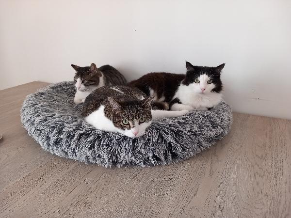 NAPOLEONE, tenero gatto da adottare ! Foto 7