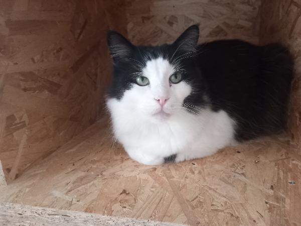NAPOLEONE, tenero gatto da adottare ! Foto 8