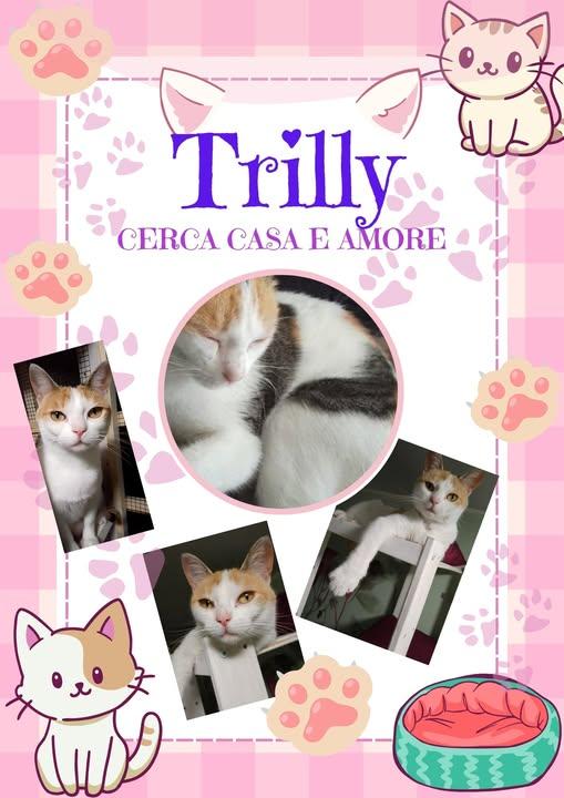 TRILLY , dolcissima micia in adozione! Foto 1