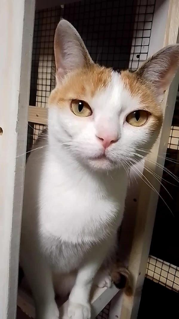 TRILLY , dolcissima micia in adozione! Foto 2