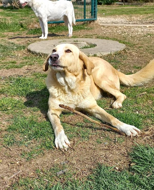 Pippo Un Cane Dolcissimo In Cerca Di Casa 