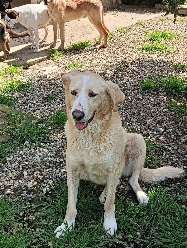 Pippo un cane dolcissimo in cerca di casa  Foto 2