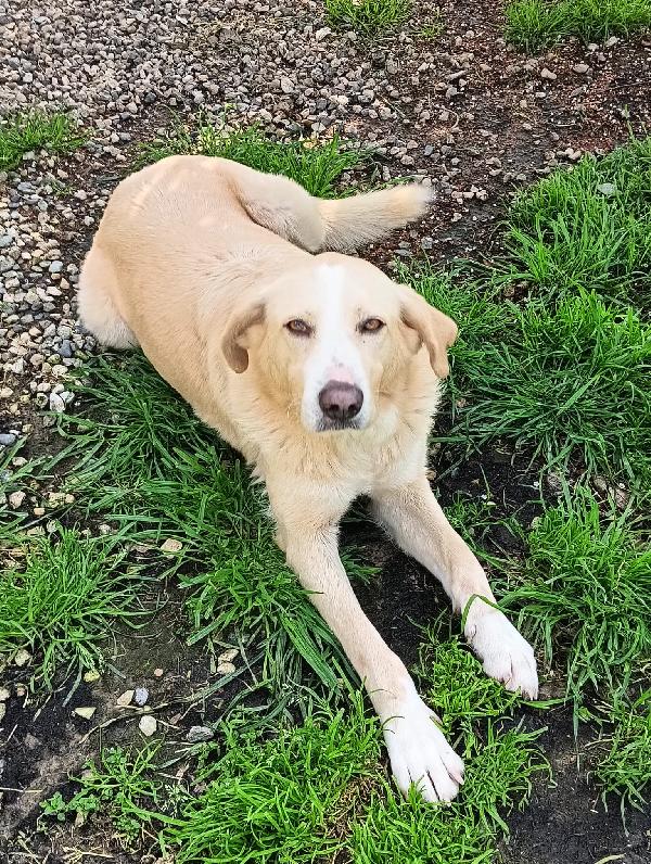 Pippo un cane dolcissimo in cerca di casa  Foto 3