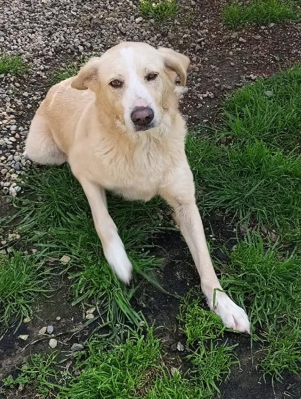 Pippo un cane dolcissimo in cerca di casa  Foto 4